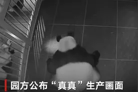 旅日大熊猫“真真”产双胞胎画面曝光：饲养员隔着笼子小心翼翼取过幼崽图片
