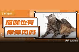 猫咪有痒痒肉吗？怎样摸猫TA最爽？图片