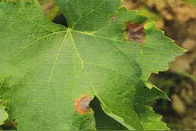 葡萄长出褐色病斑，粉红色黏液怎么办？四个方法教你防治图片