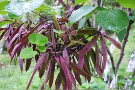 湖北宜昌：紫荆树结满豆荚，吃不得图片