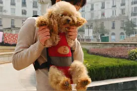 泰迪长白毛怎么办？6招帮你“搞定”图片