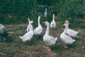 从“村口八婆”到“姐妹互助”，豆瓣鹅组的AB面图片