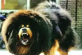 当凶残的藏獒把毛剃掉之后，这还是我认识的“东方神犬”吗？图片