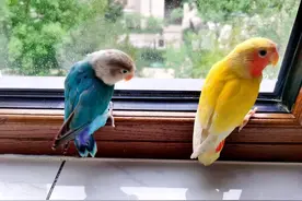 刘兴亮 | 鹦鹉失踪记图片