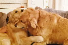 两只金毛为了抢玩具，竟然开始大打出手，还是不是兄弟了？视频封面