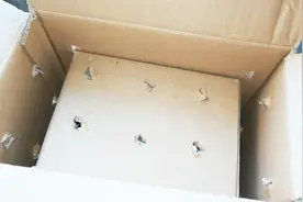 新到一只小雏鸟，这样的雏鸟才是良心卖家，在养几天就会飞了