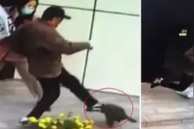 遛狗不拴绳被大爷踹飞，谁的错？图片