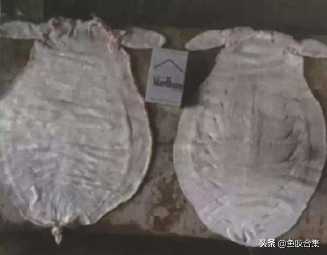 鳘鱼胶有哪些品种 2026年鳘鱼胶分几种 鳘鱼胶有哪些品种 2026年鳘鱼胶分几种