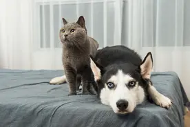 农村俗语猫狗不能两全，有科学依据吗？养猫好还是养狗好图片