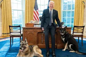 关于狗，到底能不能吃图片