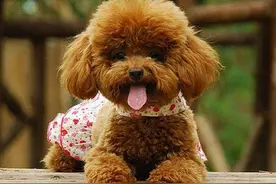 为什么泰迪会“褪色”？原因这几点图片