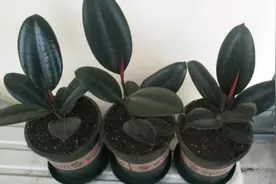 5月可以扦插四种花，只要温度高，见土就生根图片