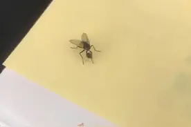 四川：苍蝇搓手竟把自己头给搓掉，女子看傻眼：真正“无头苍蝇”图片