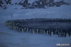 内层快热晕了，外层快冻倒了，南极皇帝企鹅为什么要抱团取暖？图片