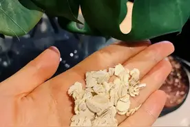 麦片和燕麦片是一种东西吗图片