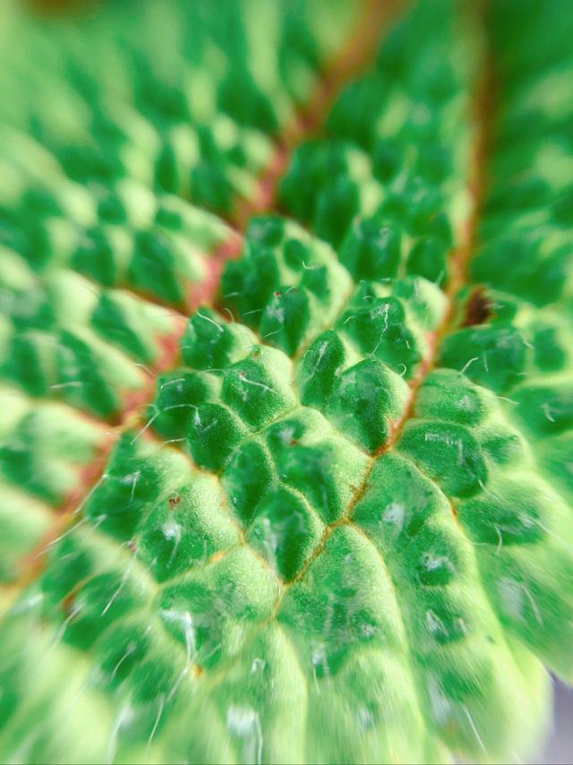 养在阴凉潮湿处的皱叶冷水花，小众的观叶植物，适合养成室内盆栽