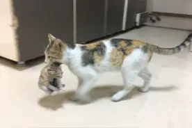 猫妈妈咬住幼猫去医院求救，为了报恩甘愿留在医院成为“小护士”图片