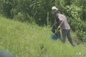 自从卖到1公斤200元，现在不电鱼了电蚯蚓，一天能抓几十斤图片