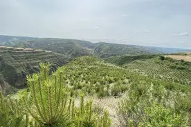 「绿色庆阳•美丽家园」庆阳市林业有害生物防治防治工作成效明显 多年未发生重大危害图片