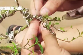 水杨梅盆景造型制作，大师蟠扎拿弯，手艺高超，盆景造型蜿蜒曲折视频封面