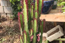 龙骨好养不代表可以不管，只有做好5件事，才能让它快速长到房顶图片