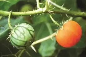 农村有一种植物，叶子上长满了刺很扎手当地人称之为“牙痛果”图片