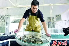 肇庆四会澳洲淡水龙虾“澳龙”肉多味美价高图片