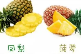 千万别凤梨菠萝傻傻分不清了图片