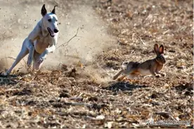 退耕还林，农村环境逐渐变好，为什么反而见不到野兔了？图片