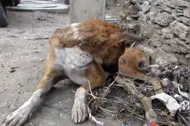 永不放弃！流浪狗瘫在路边，下身腐烂却不放弃，获救后成功站起图片