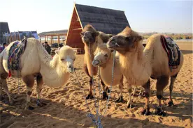 重5吨的大象也会被吃掉，为什么食肉动物不吃骆驼？它真没天敌？图片