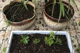 盆土变得越来越硬，用4种方法解决，土壤松软透气，植株长势旺图片