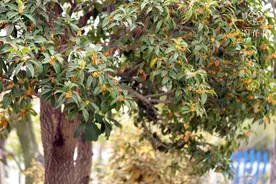 在这桂花味的秋天，带您认四季桂、金桂、银桂、丹桂、彩叶桂图片