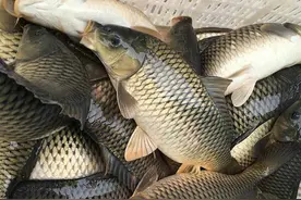 鱼价“失控”：鲫鱼大涨64%，鲤鱼一斤9块多，白鲢鱼涨幅3-4元图片