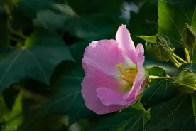 山脚下的那棵木芙蓉，再与它相约四季的，又会是谁图片