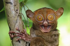 传说中的“小鬼”，最小灵长类可以180度扭头，却被人类当零食图片