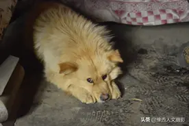 山村大叔垃圾池里捡条狗，邻家地里撒欢被打死，剩独子陪着老主人图片