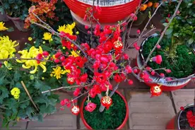 年宵花卉里的海棠花，想要年年开花，通风和光照是关键图片