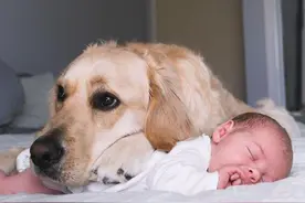 金毛狗一晚巡房15次 宠妹行为令爸妈崩溃：孩子又不是你的图片