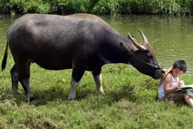 水牛个头和力气都比黄牛大，性子也温顺，为何北方却没人养殖？图片