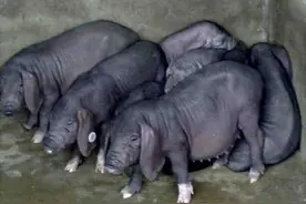 母猪界的产仔冠军，1年2窝产仔50头，家里喂2头明年买辆宝马车图片