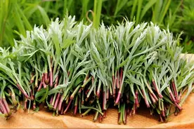 生长在水边，酷似艾草，却是城里人爱吃的高钙菜，野生的难吃到了图片