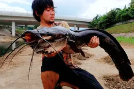 埃及胡子鲶40年的“野心”：折腾完珠江，又北上黄河，能得逞？图片