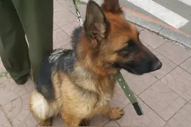 中国刑警学院竞售54只淘汰犬，不到半天被火速抢光！最高价33万元图片