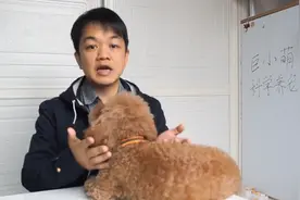 狗狗喜欢扑人可能就是主人教的，如何防止被大型犬扑倒？图片