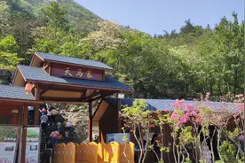 五一小长假: 湖北英山天马寨五彩杜鹃进入最佳观赏期,适合出行游玩景点图片