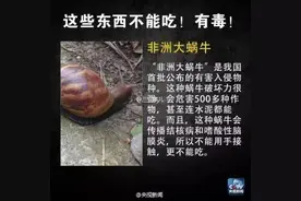 雨后满地爬的蜗牛，千万别让孩子碰？医生：你不知道它有多危险图片
