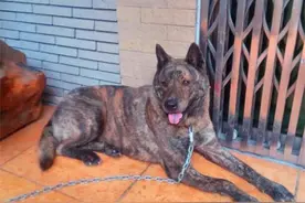 土狗因毛色不纯而低贱？杂色不代表基因缺陷，虎斑犬曾为皇室御犬图片