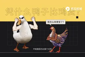 “鸡方代表”提出抗议：凭什么鸭卖得比鸡贵？西瓜视频一探究竟图片