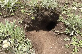 15天抓获15条蛇！南宁一小区毒蛇频繁出现，究竟是从哪里来的？图片